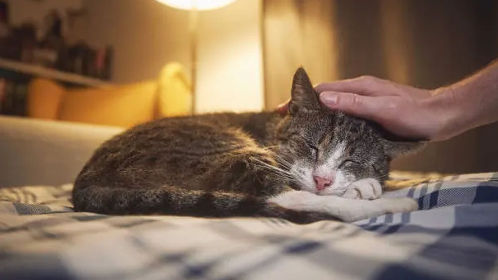 10 things I wish I knew before getting a cat