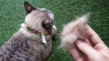 shedding cat